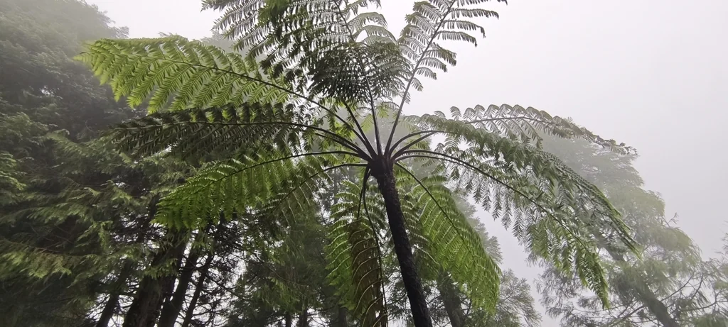 Cyathea cooperi