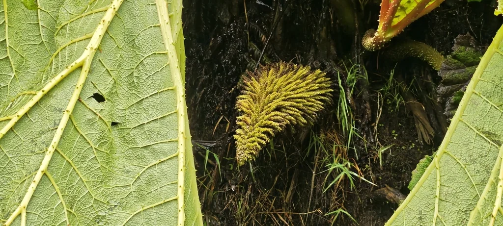 Gunnera Tinctoria