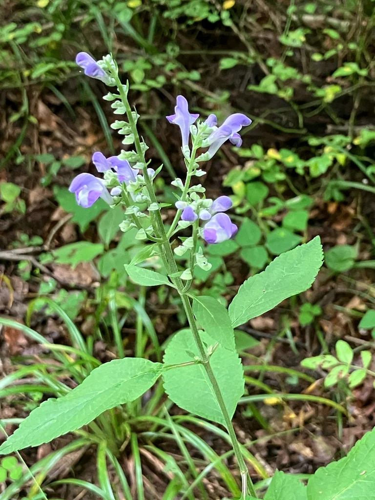 Scutellaria Incana