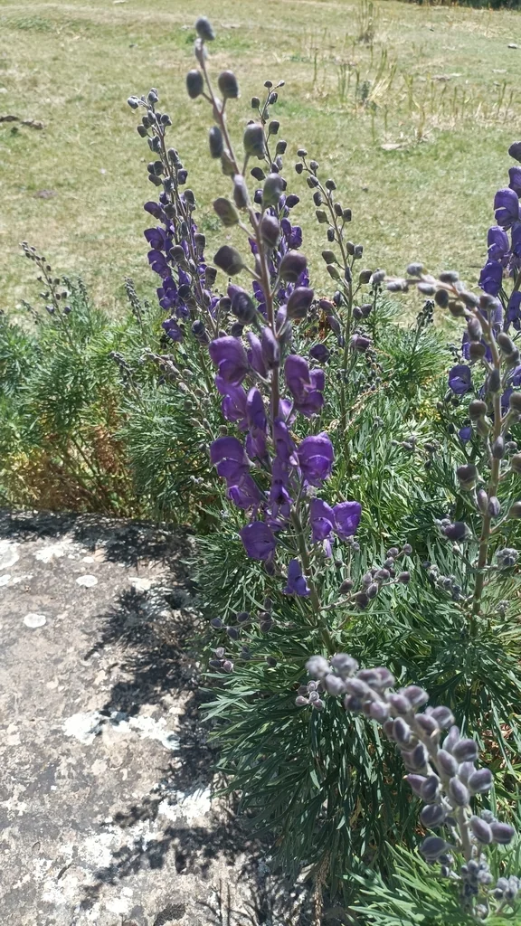 Aconitum Napellus