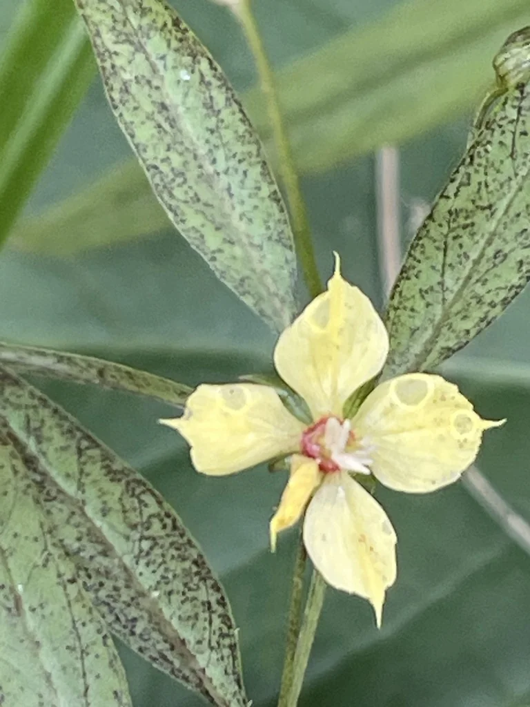 Lysimachia Lanceolata