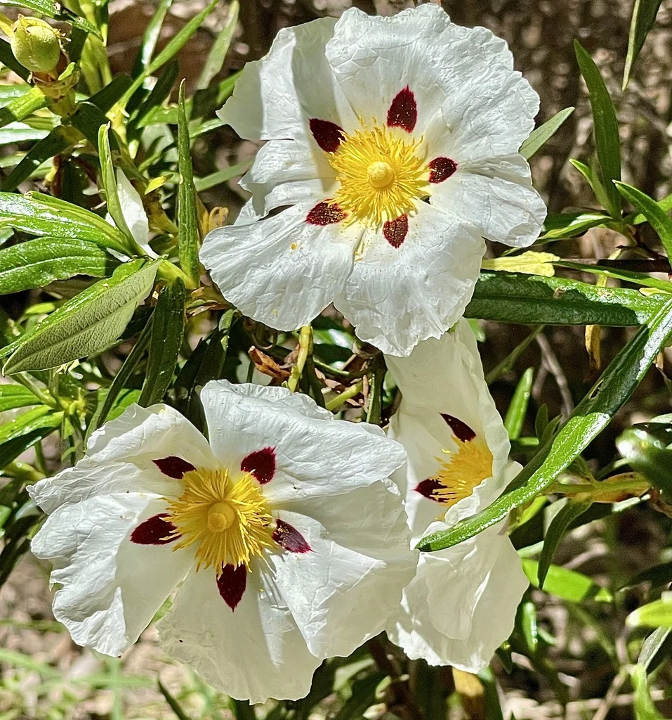 Cistus Ladanifer
