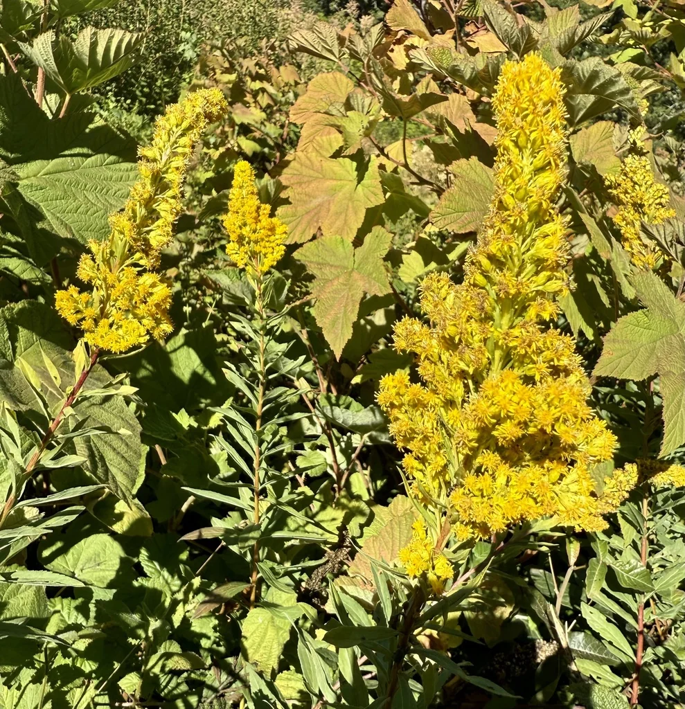 Solidago Canadensis Ssp. Elongata