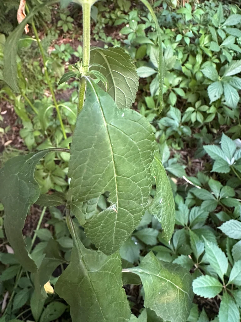 Scutellaria Incana