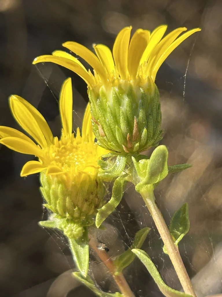 Grindelia Hirsutula