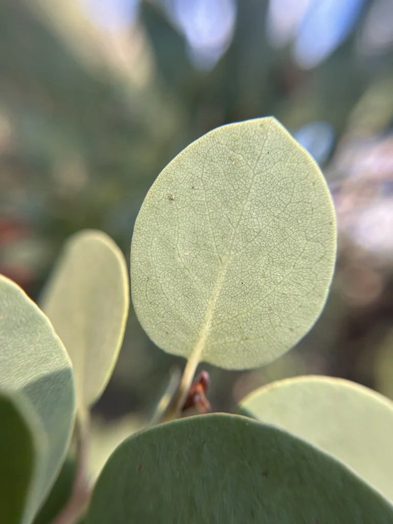 Arctostaphylos Viscida