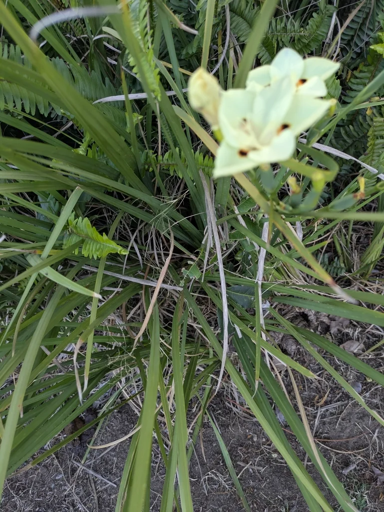 Dietes Bicolor