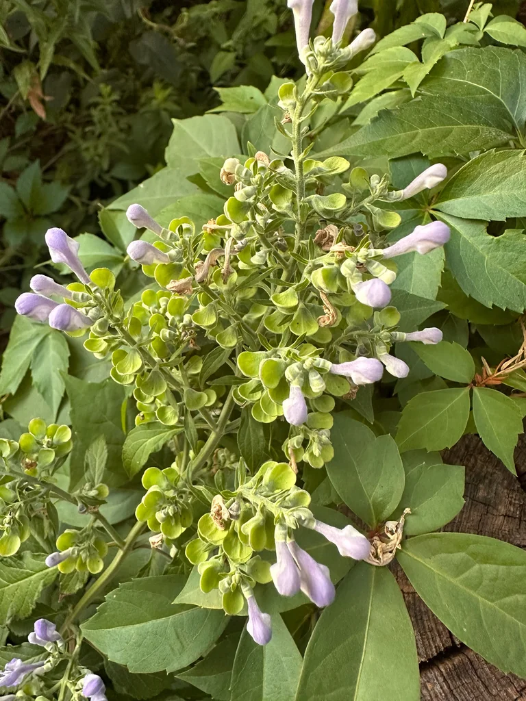 Scutellaria Incana