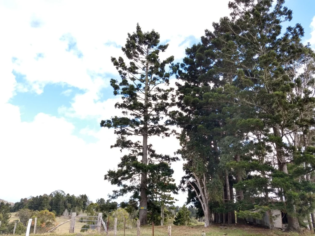Araucaria Cunninghamii