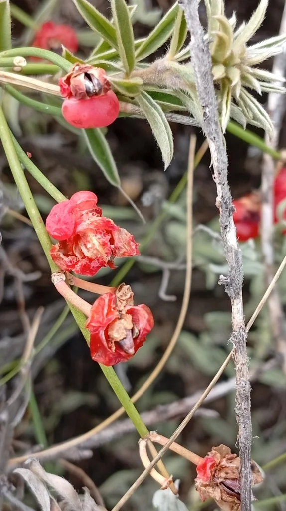 Ephedra Distachya