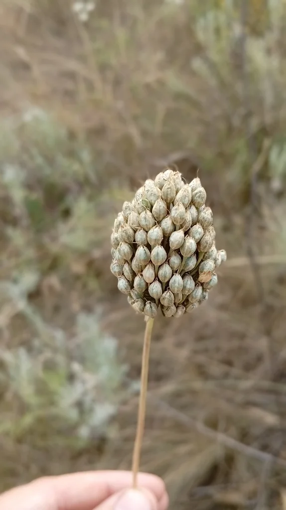 Allium Sphaerocephalon