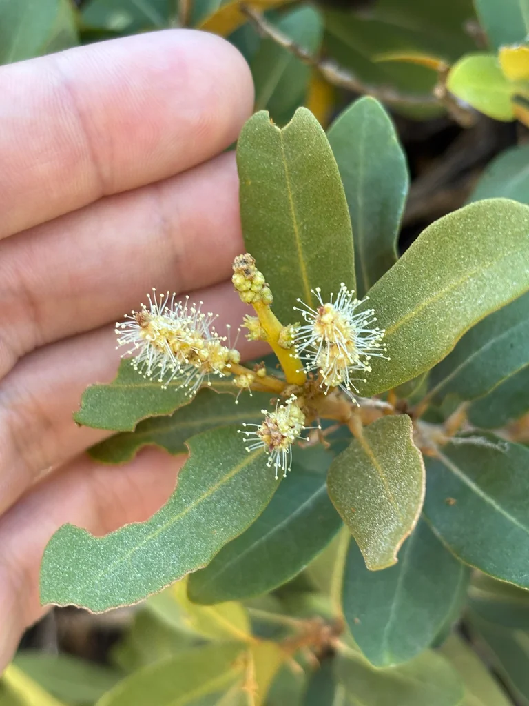 Chrysolepis Sempervirens