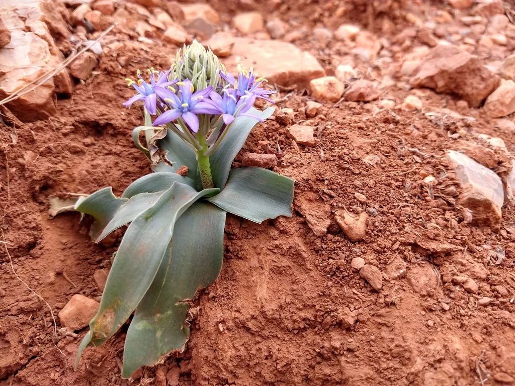 Scilla Peruviana