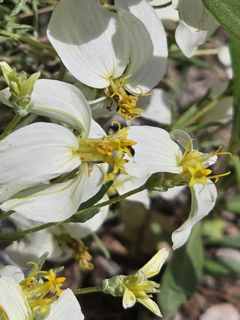 Zinnia Acerosa