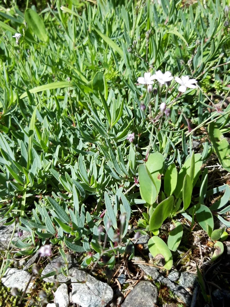 Gypsophila Repens