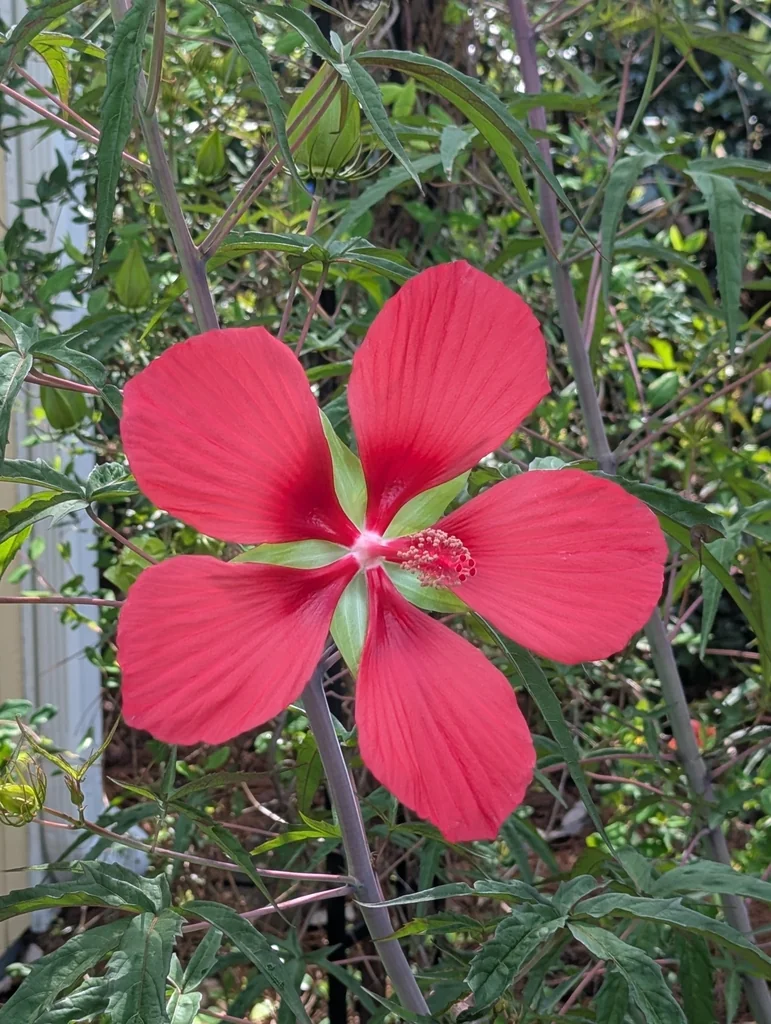 Hibiscus Coccineus