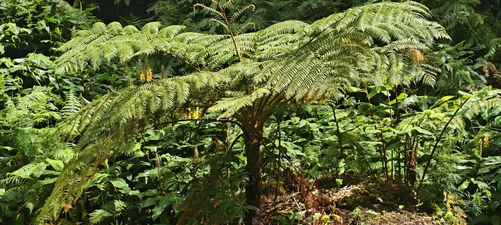 Cyathea cooperi