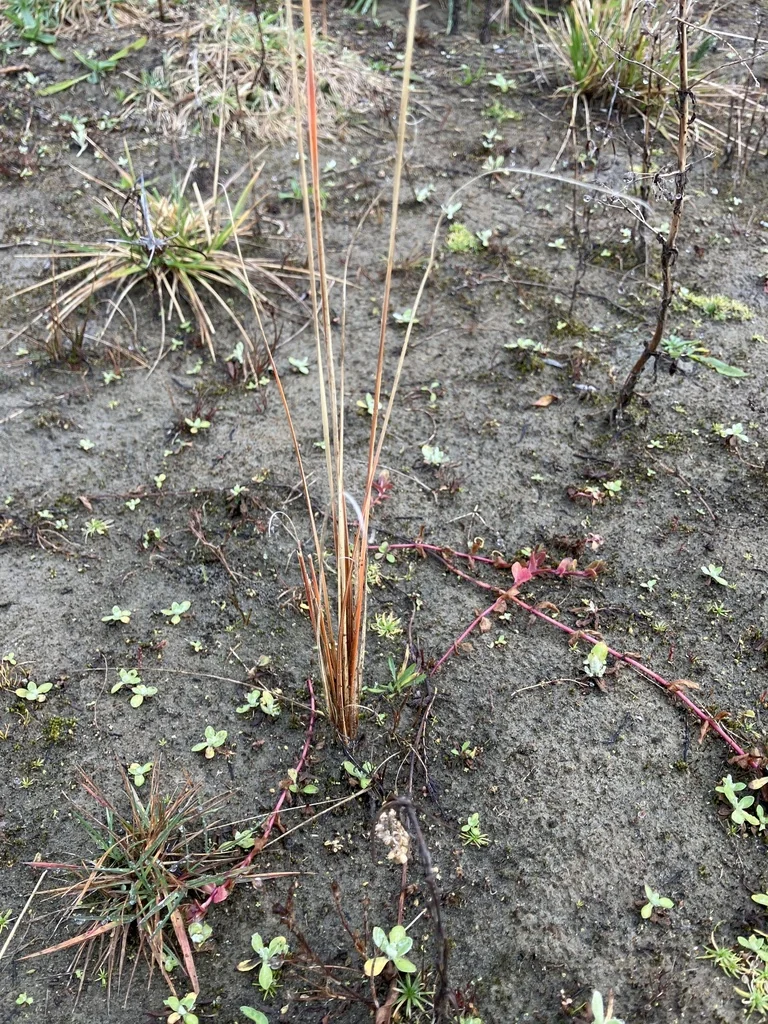 Carex Buchananii