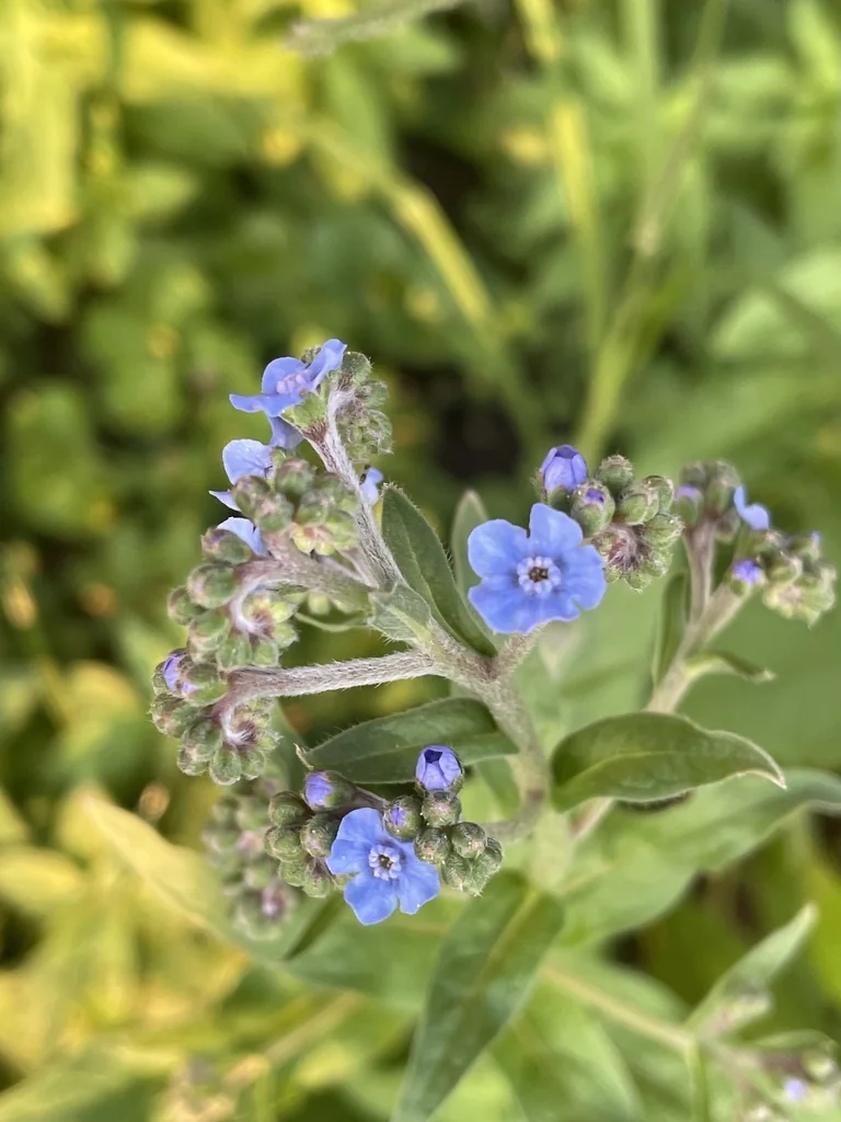 Cynoglossum Amabile