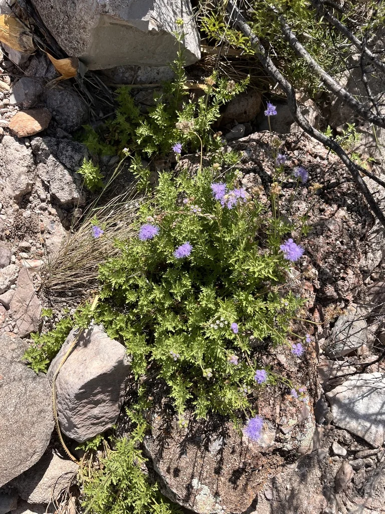 Conoclinium Greggii