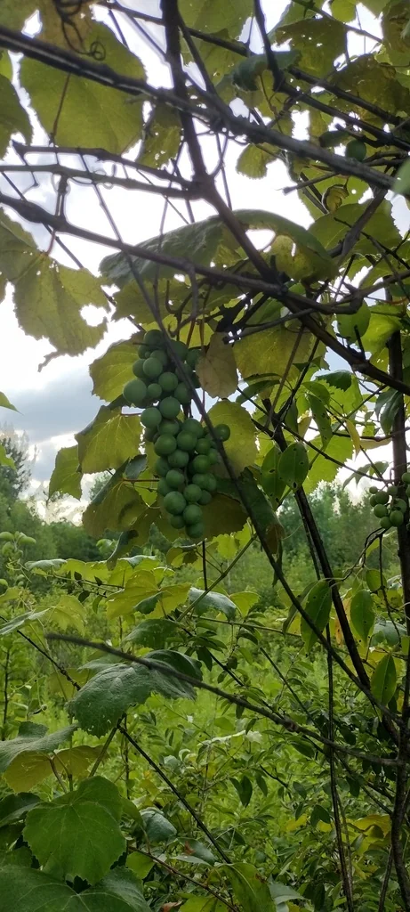 Vitis Labrusca