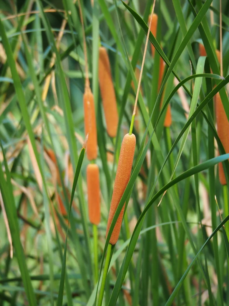 Typha Domingensis