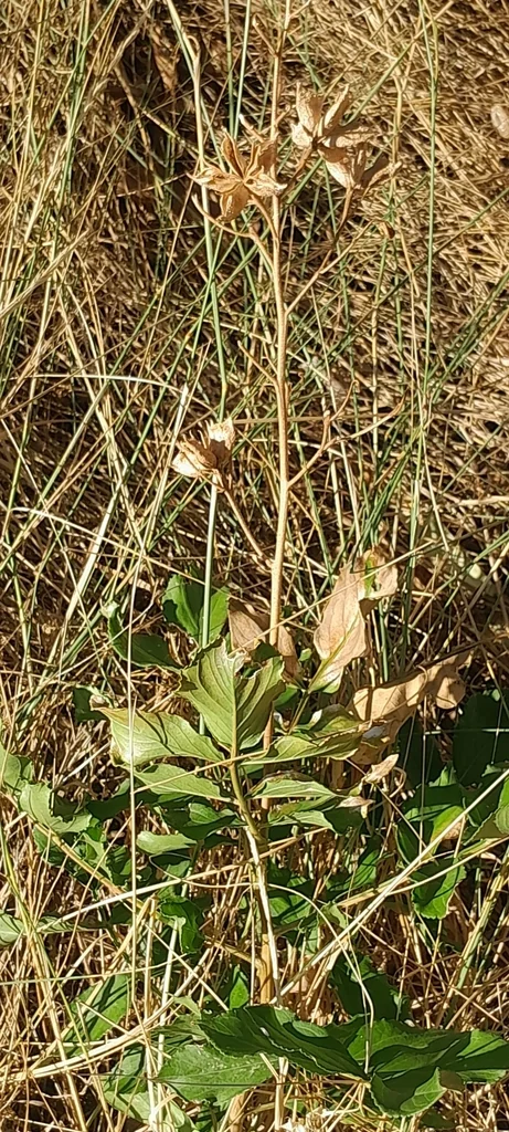 Dictamnus Albus