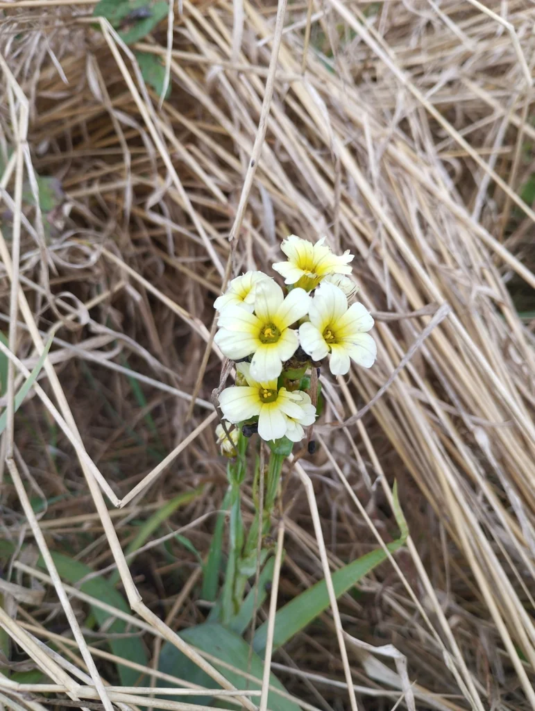 Sisyrinchium Striatum