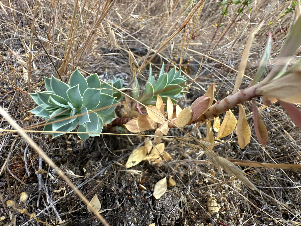 Euphorbia Myrsinites
