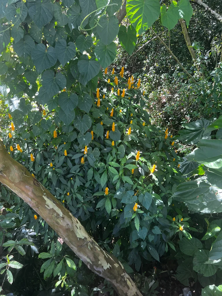 Pachystachys Lutea