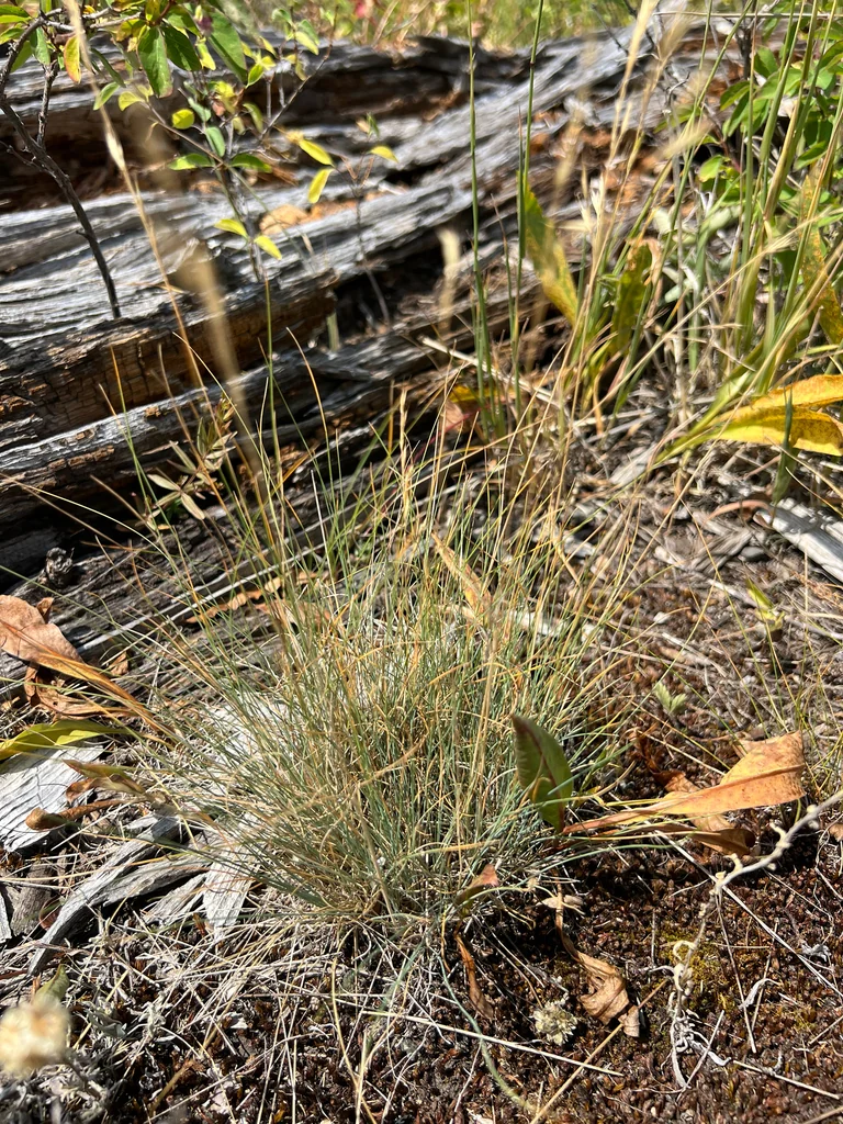 Festuca Idahoensis