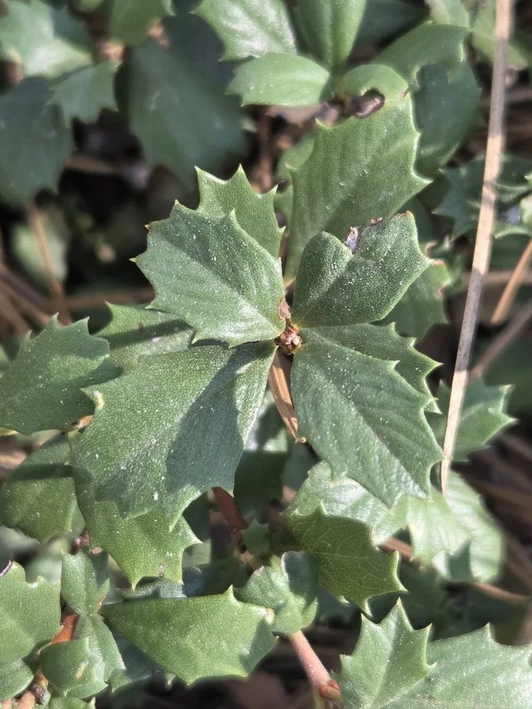 Ceanothus Prostratus