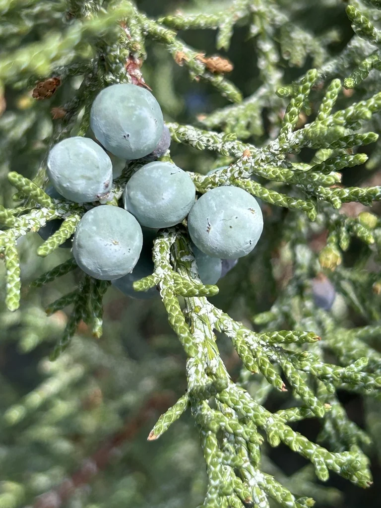 Juniperus Occidentalis
