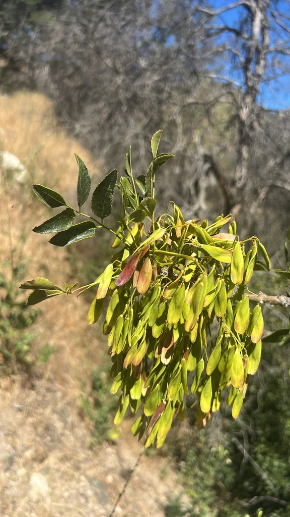 Fraxinus Dipetala