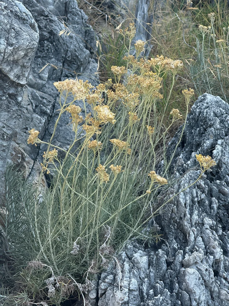Helichrysum Italicum