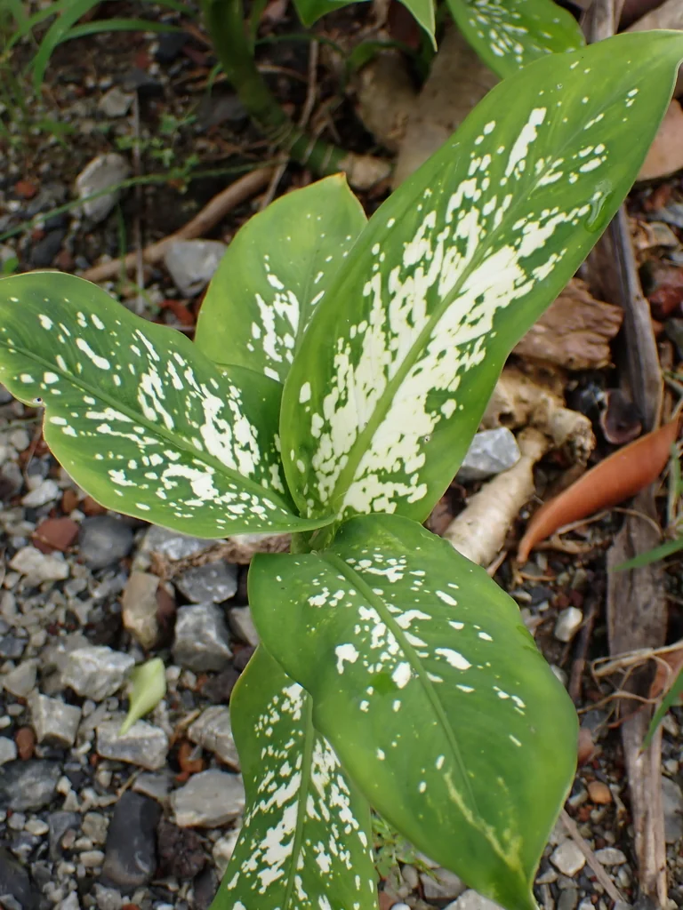 Dieffenbachia Maculata