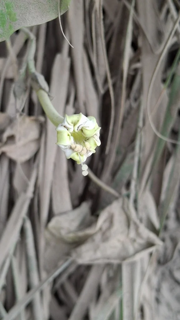 Ipomoea Alba