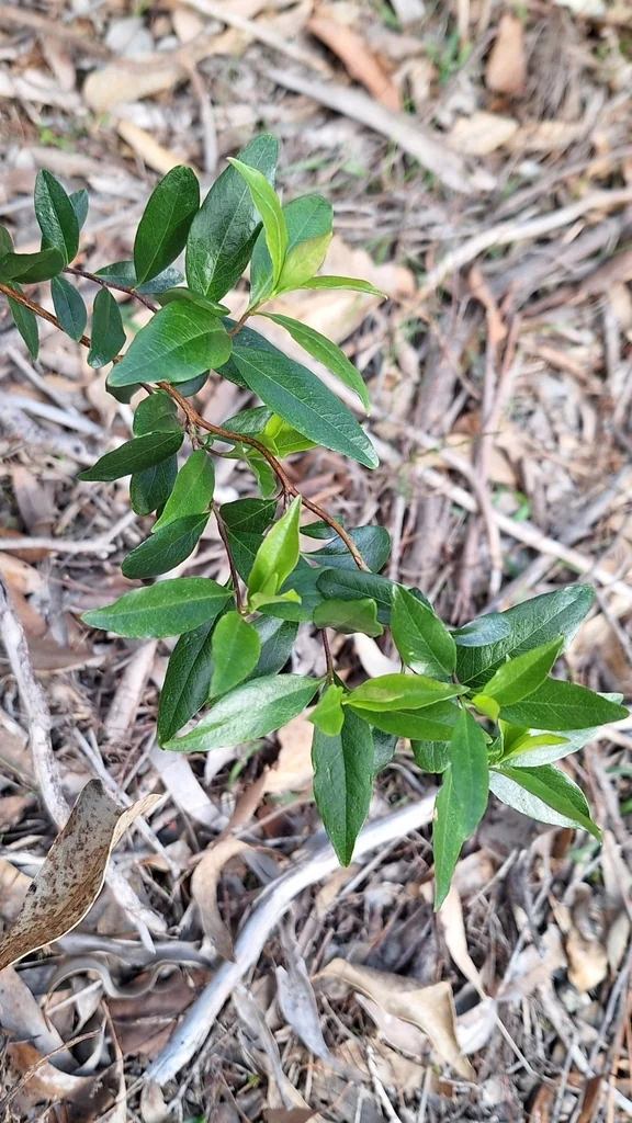 Sollya Heterophylla