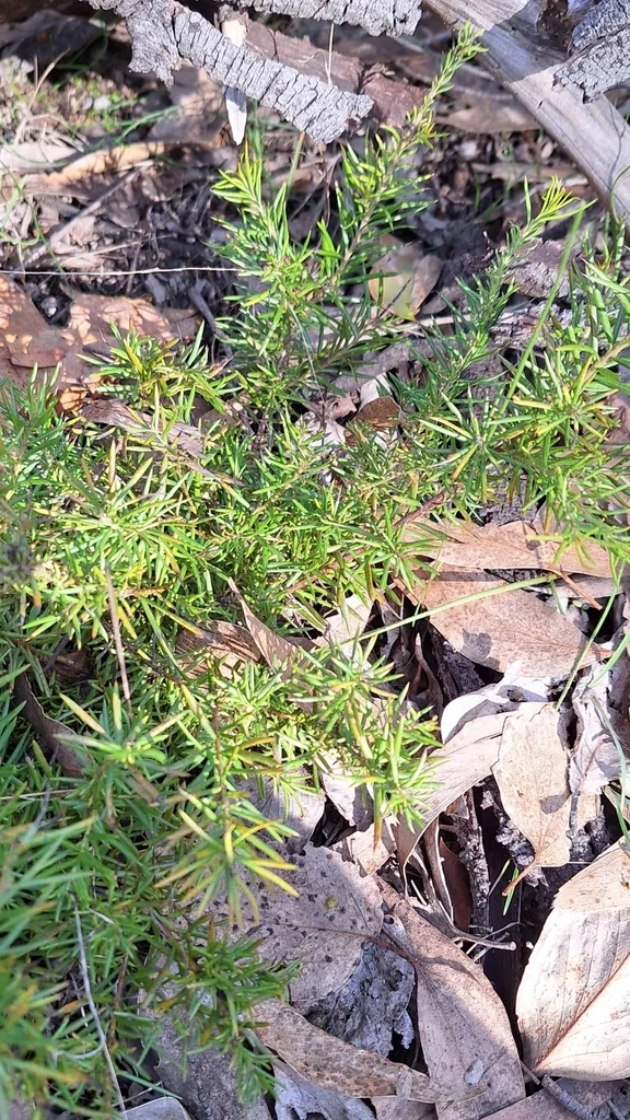 Grevillea Rosmarinifolia