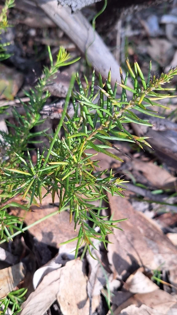 Grevillea Rosmarinifolia