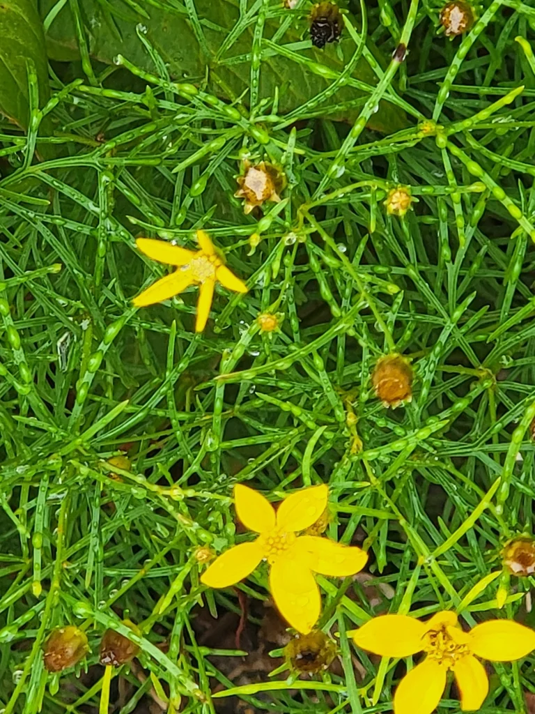 Coreopsis verticillata