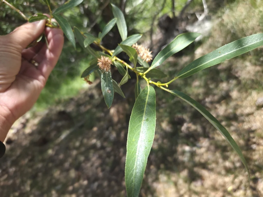 Salix Lucida Ssp. Lasiandra
