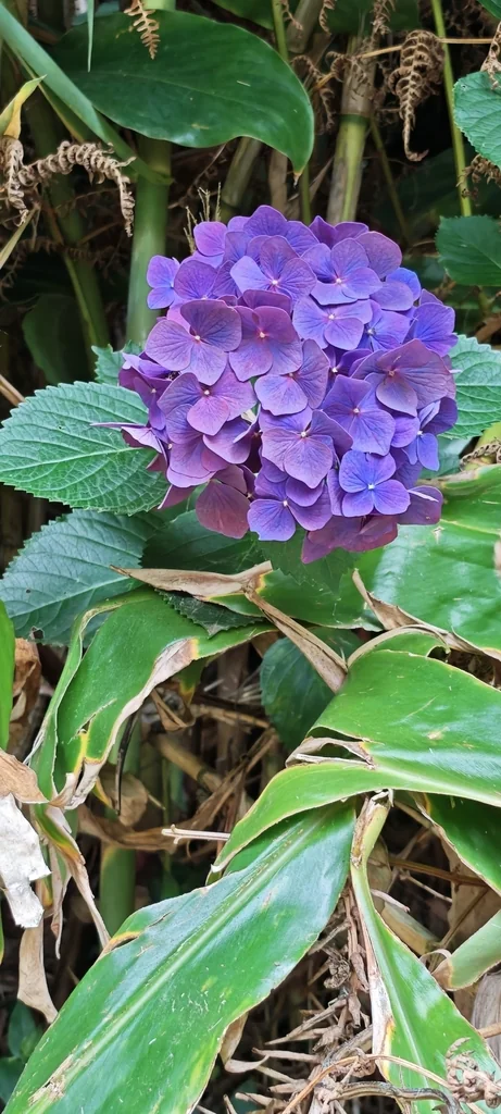 Hydrangea macrophylla