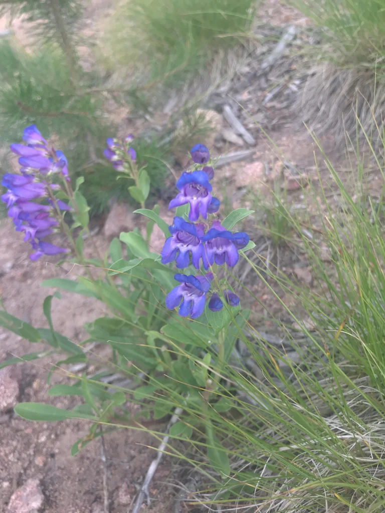 Penstemon Glaber