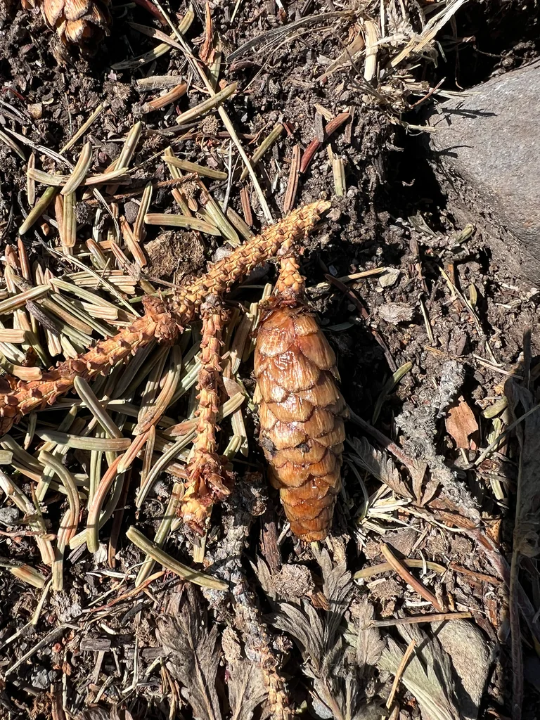 Picea engelmannii
