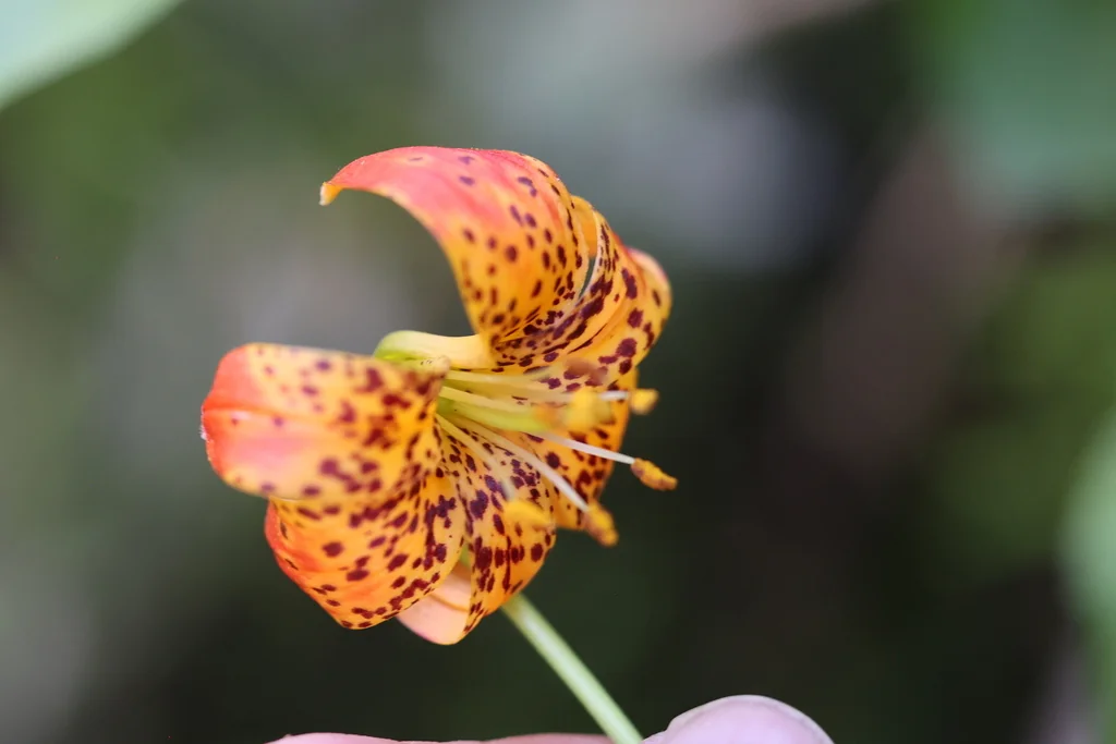 Lilium Pardalinum