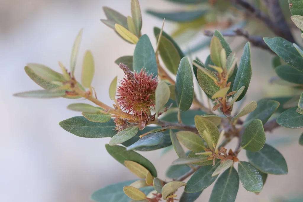 Chrysolepis Sempervirens