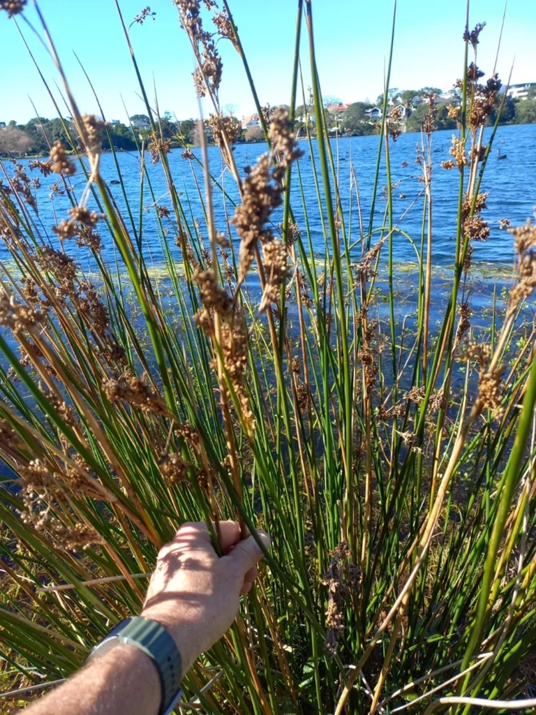 Juncus Pallidus
