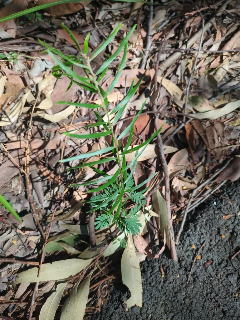 Acacia Fimbriata
