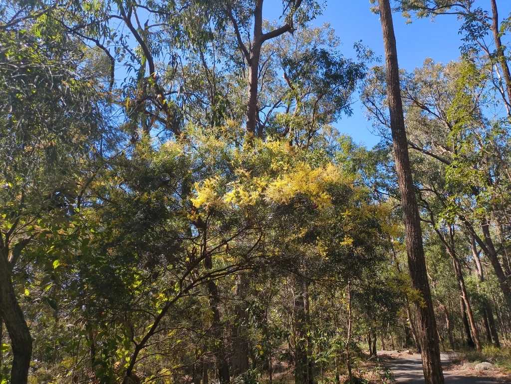 Acacia Fimbriata